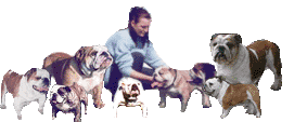 Bulldog Mi-Ol-Win